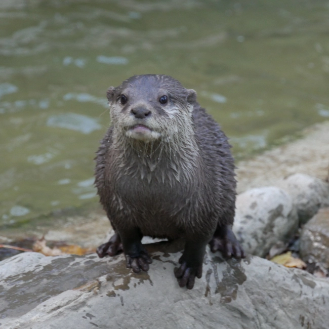 Loutre Naine d'Asie | Parc Animalier des Pyrénées