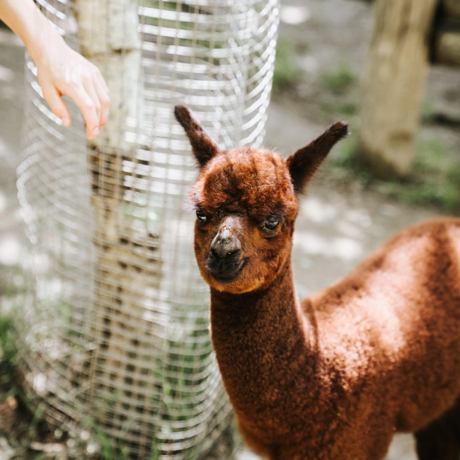 Alpaga