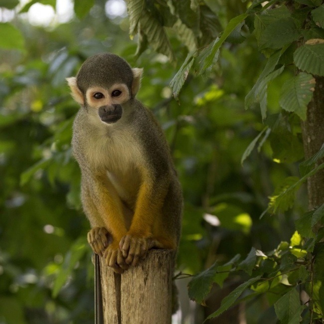 Le Saïmiri Boliviensis - Parc Animalier des Pyrénées