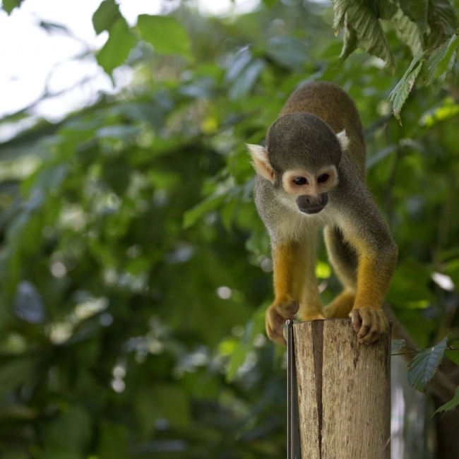 Le Saïmiri Boliviensis - Parc Animalier des Pyrénées