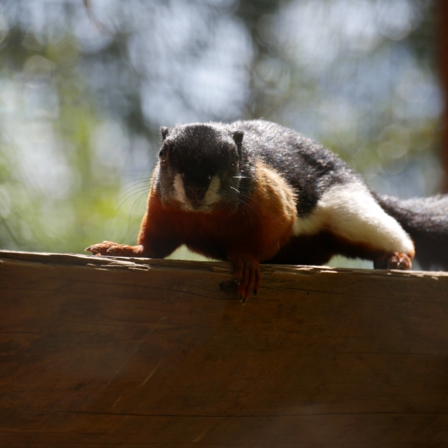 Écureuil de Prévost | Parc Animalier des Pyrénées