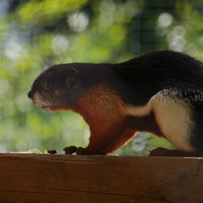 Écureuil de Prévost | Parc Animalier des Pyrénées