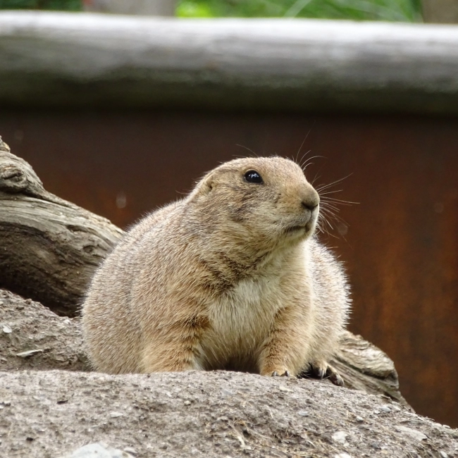 Chien De Prairie À Queue Noire | Parc Animalier des Pyrénées
