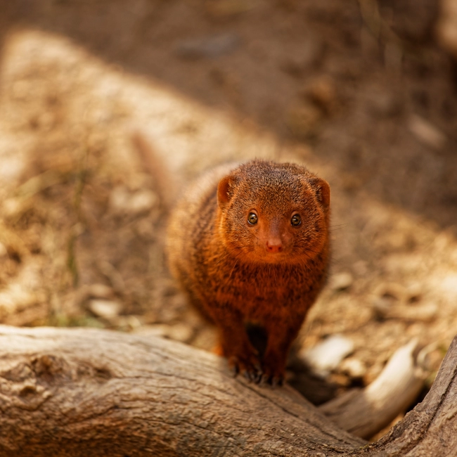 Mangouste Naine | Parc Animalier des Pyrénées