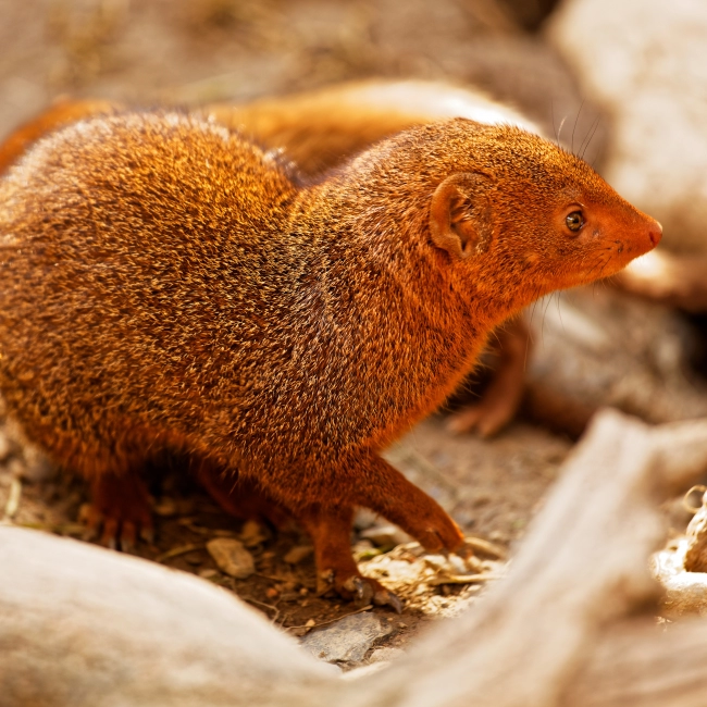 Mangouste Naine | Parc Animalier des Pyrénées