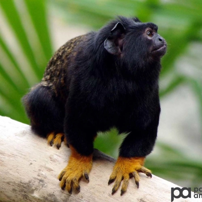Le Tamarin Main Rousse - Parc Animalier Des Pyrénées