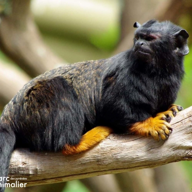 Le Tamarin Main Rousse - Parc Animalier Des Pyrénées