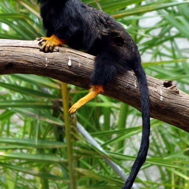 Le Tamarin Main Rousse - Parc Animalier Des Pyrénées