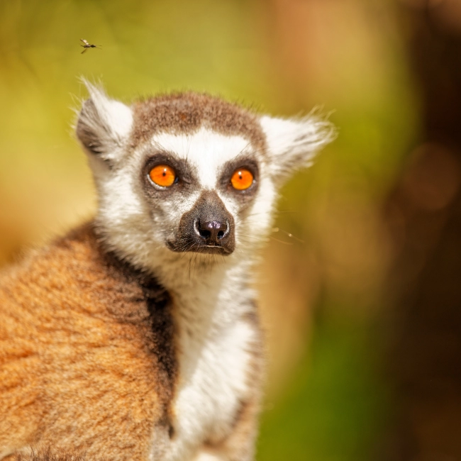 Maki Catta | Parc Animalier des Pyrénées