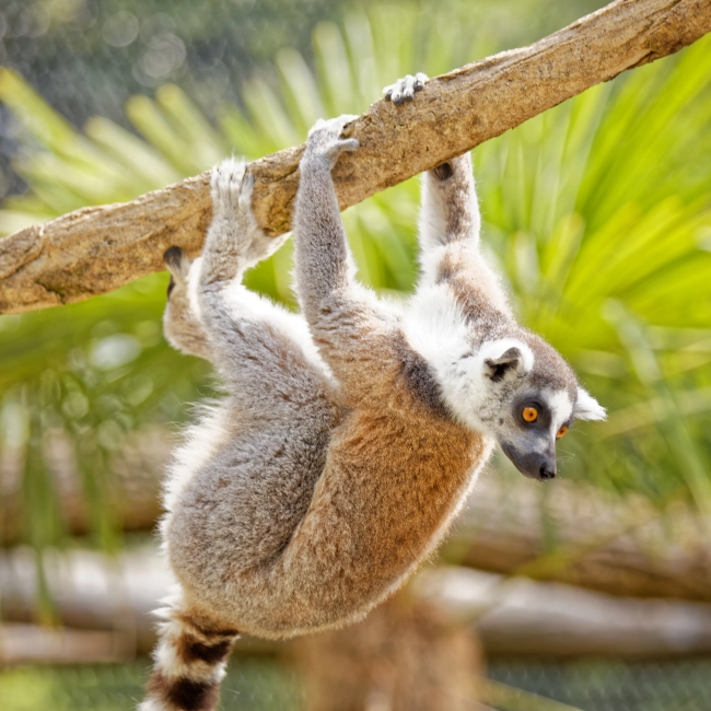 Maki Catta | Parc Animalier des Pyrénées