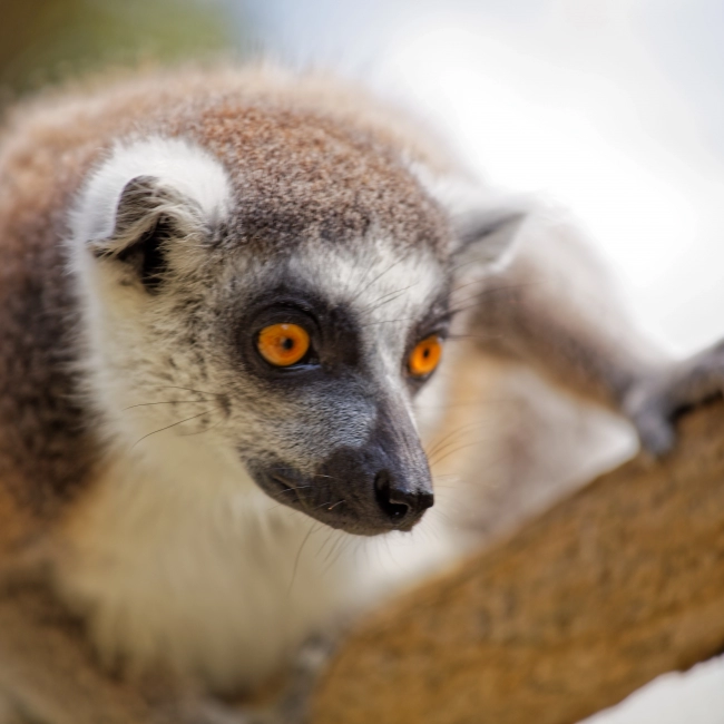 Maki Catta | Parc Animalier des Pyrénées