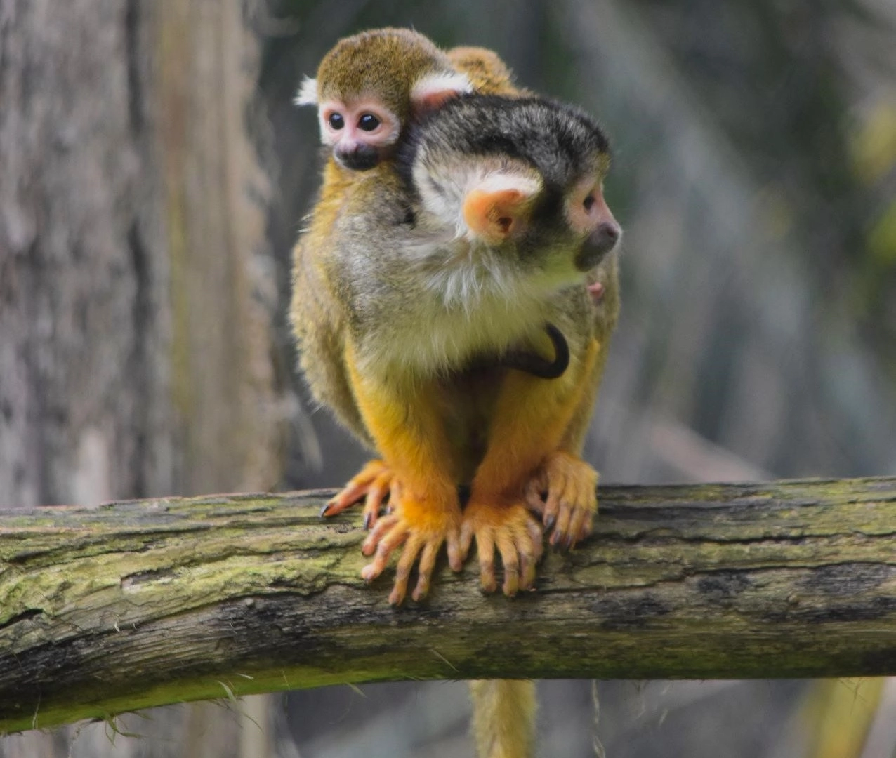 Le parc animalier des Pyrénées renoue avec le public au printemps