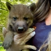 Une adorable nouvelle vient d’arriver au Parc Animalier des Pyrénées