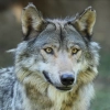 Votre journée au Parc Animalier