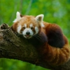 Dormir avec les Pandas Roux