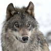 Dormir avec les Loups Gris