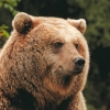 Dormir avec les Ours Bruns