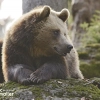 L'Ours Brun