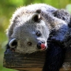 Le Binturong