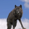 Dormir avec les Loups Noirs