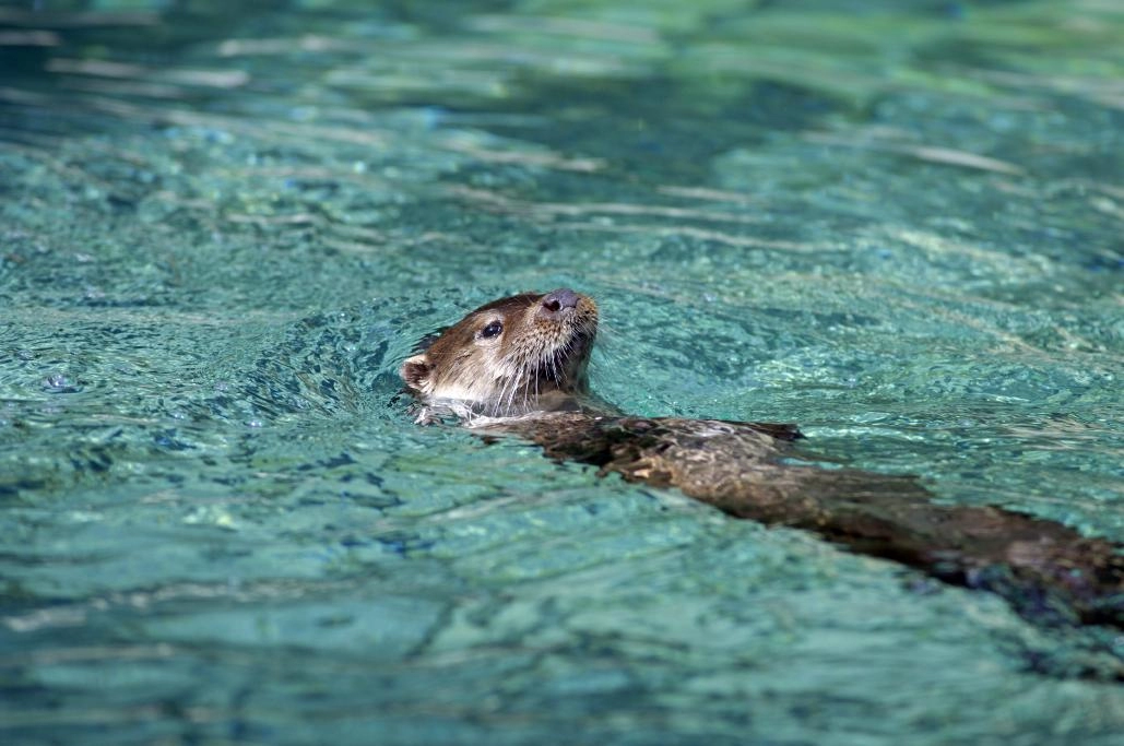 Loutre d'Europe