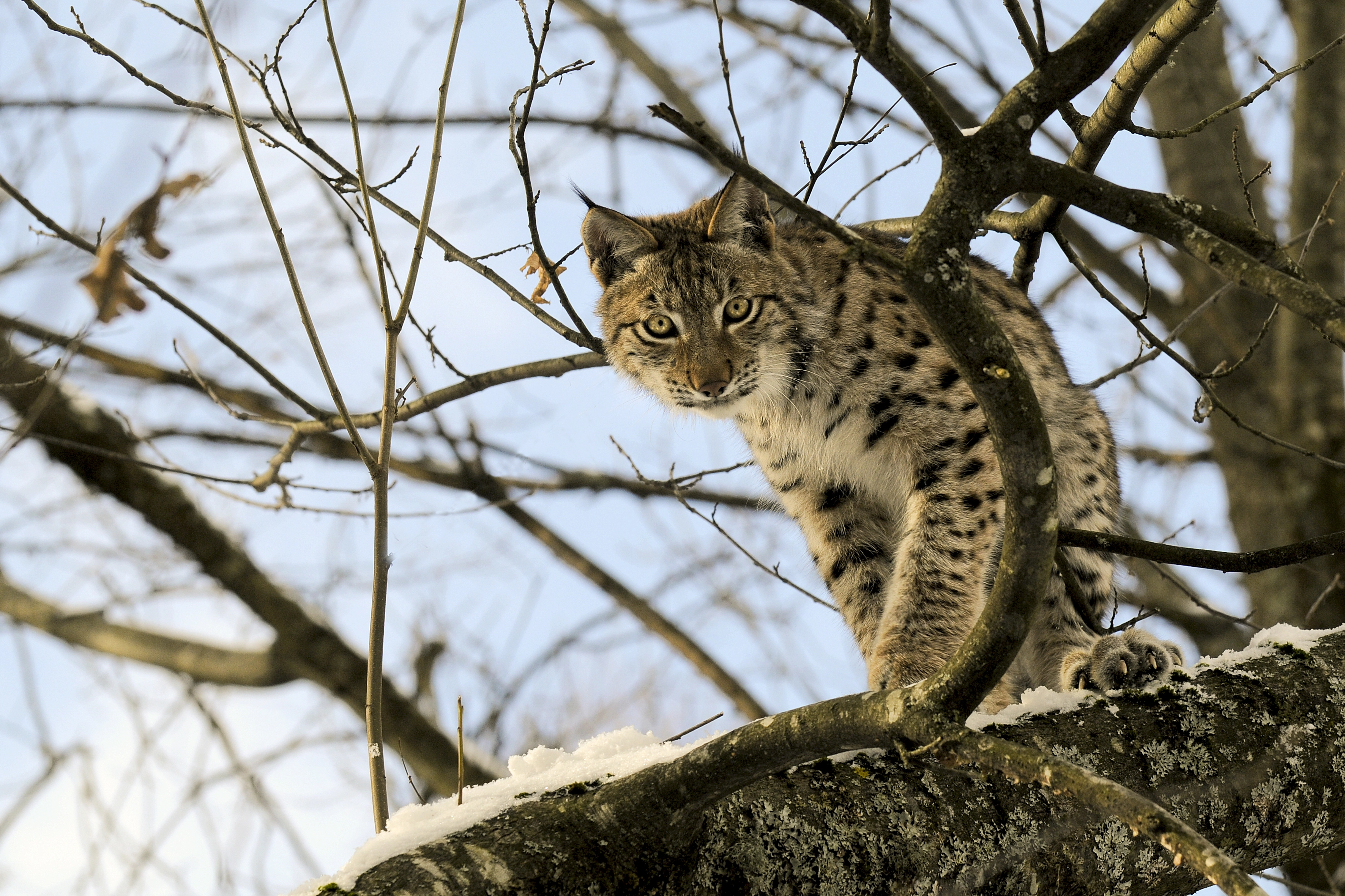 Le lynx est-il présent dans les Pyrénées ?