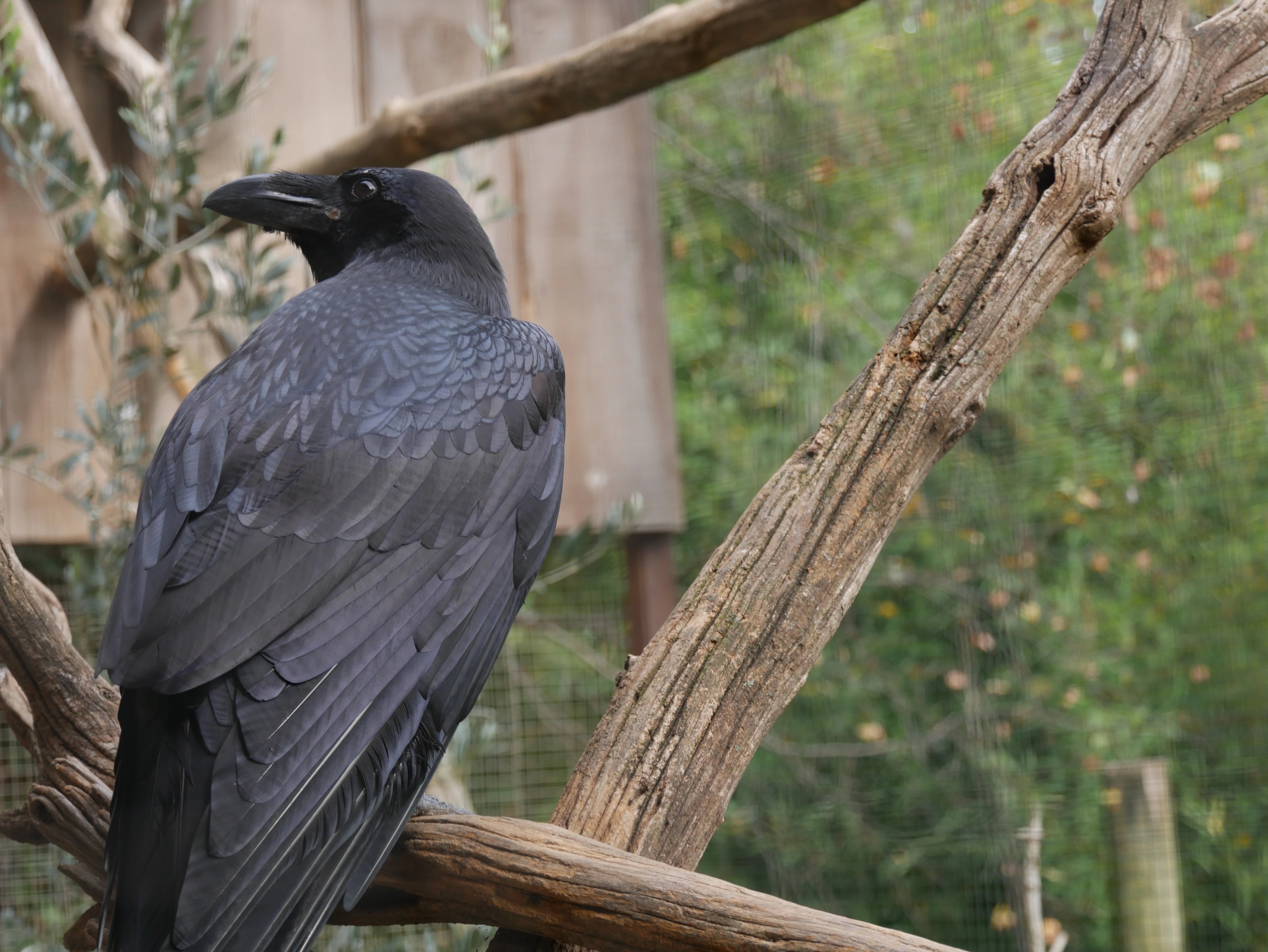 Grand Corbeau – Oiseau du Parc Naturel Régional du Luberon