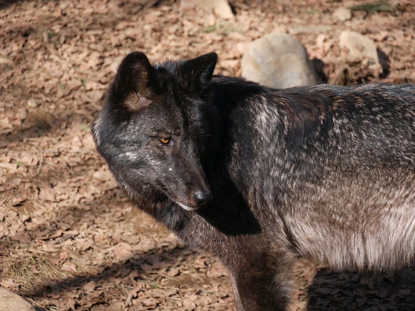 Loup Noir du Canada  Parc Animalier des Pyrénées