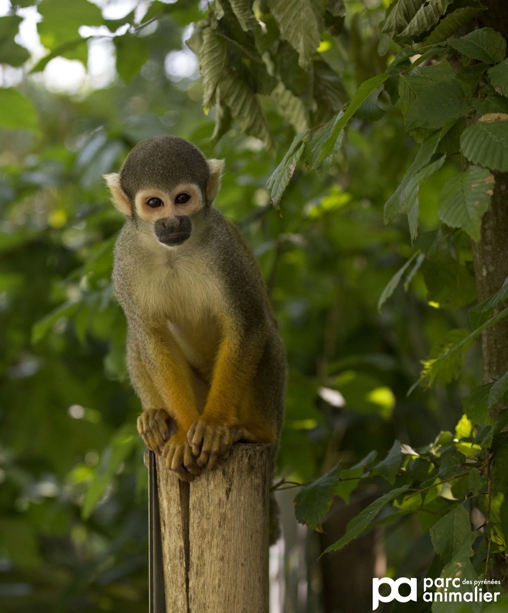 Saïmiri (singe écureuil) - Parc animalier de la Barben