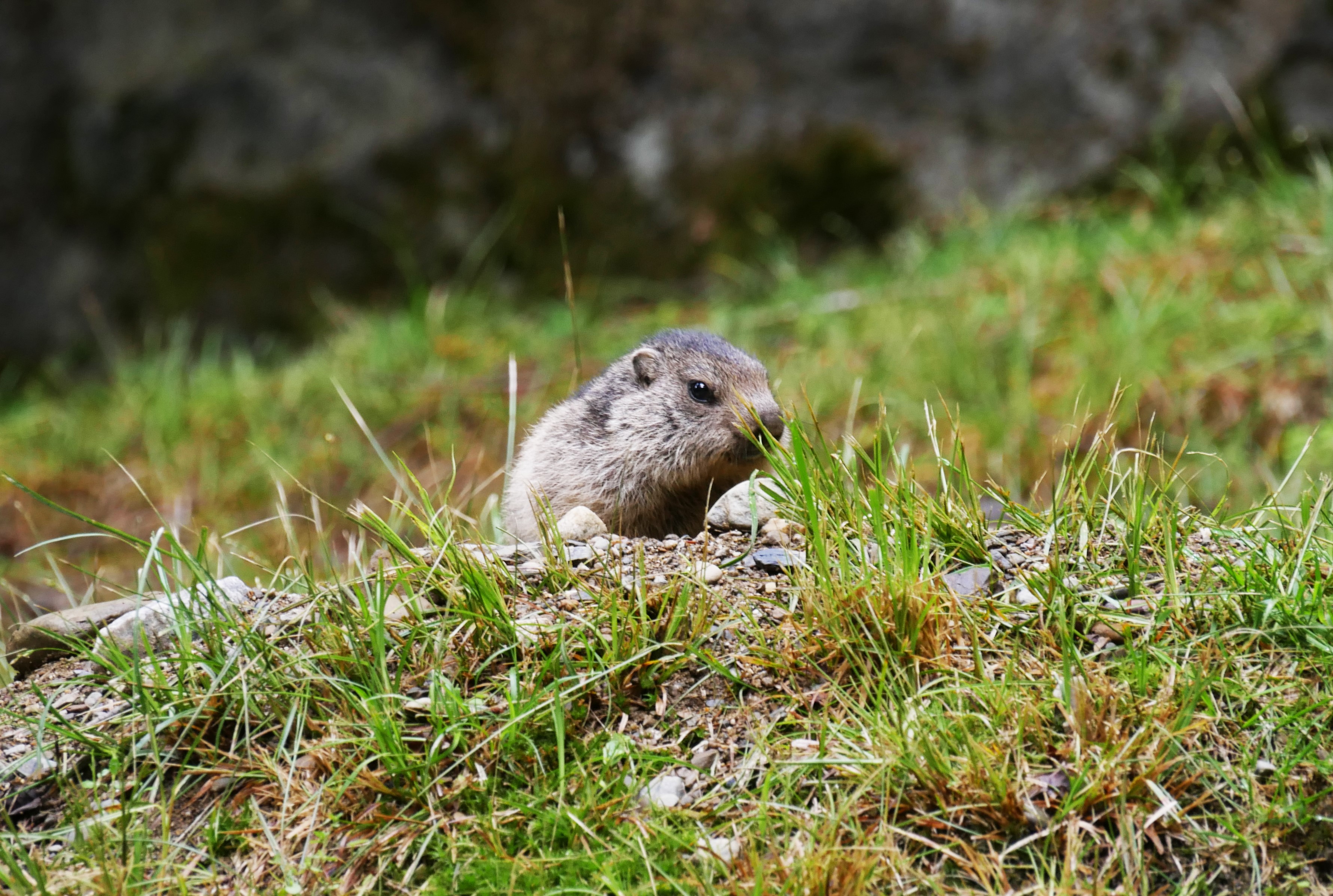 (c) Parc-animalier-pyrenees.com