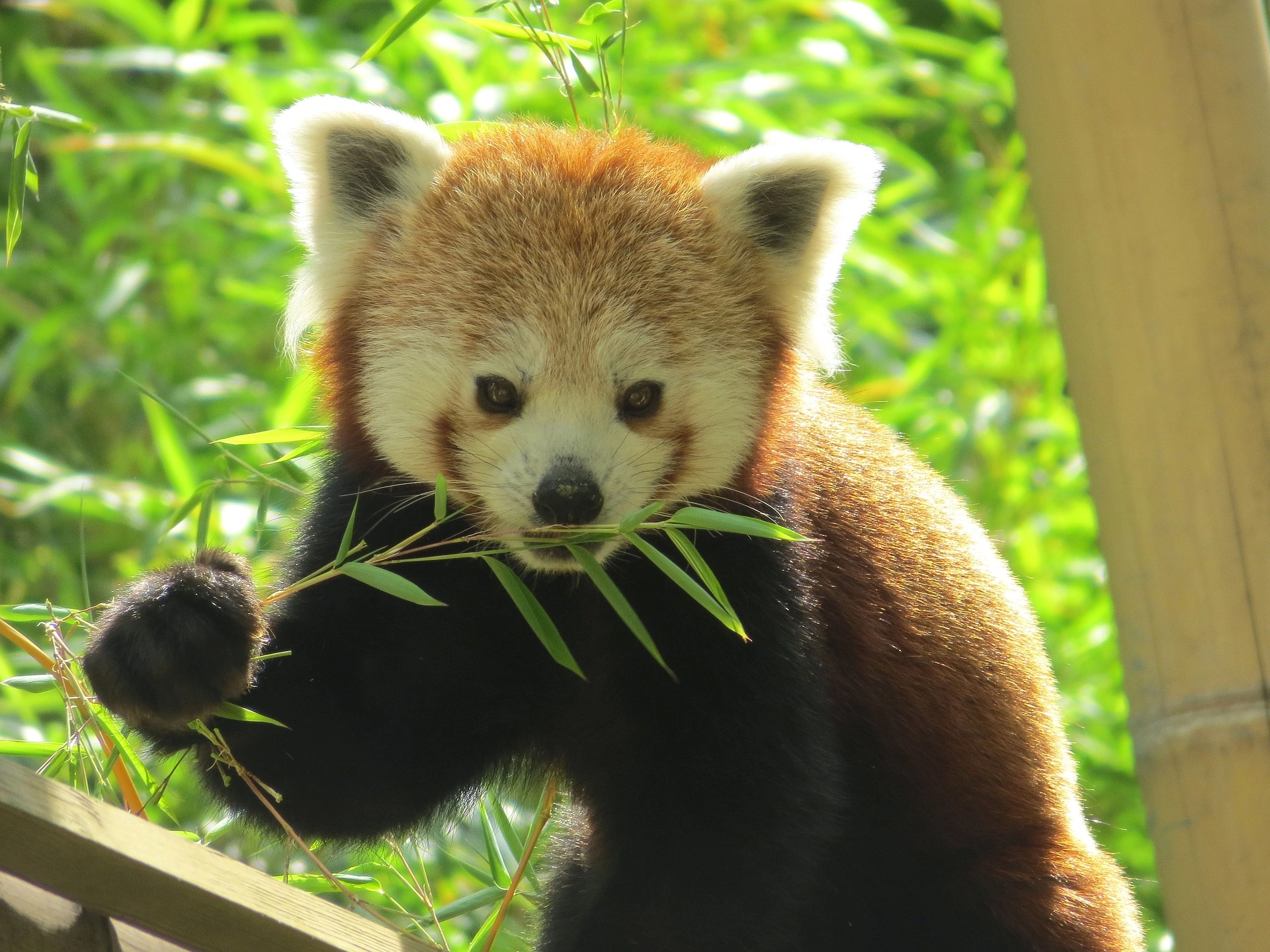 Le parc animalier des Pyrénées renoue avec le public au printemps